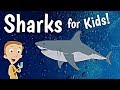 Sharks for Kids