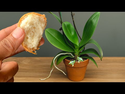 This Is the Best Natural Fertilizer for Orchids — Enjoy Flowers All Year Round!