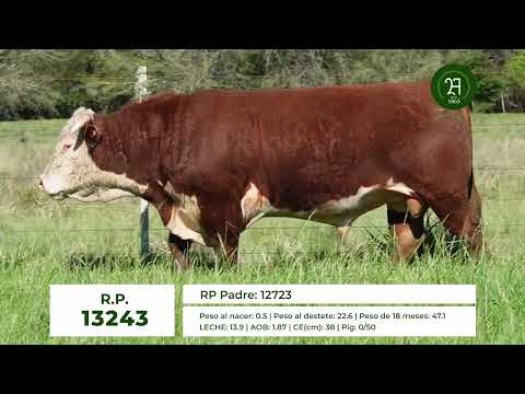 RP 13243 TORO HEREFORD