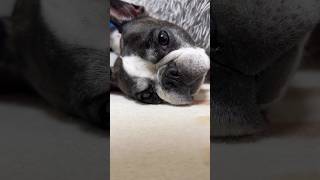 フレブルの寝る姿を興味本位で覗いてみたら可愛いお顔が登場しました