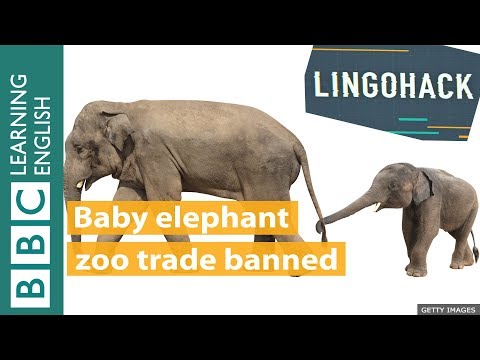 動物園禁止小象交易。Lingohack (Baby elephant zoo trade banned: Lingohack)
