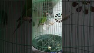 Download lagu Pikat bayan betina mp3