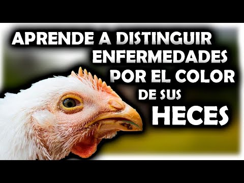 , title : 'Aprende enfermedades de tus gallinas por color de heces TODO DEBES SABER COLOR DE EXCREMENTOS'
