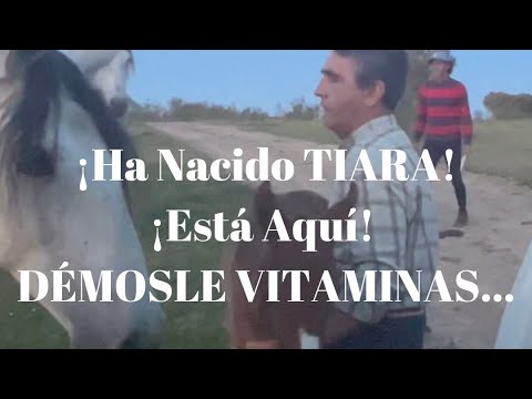 ¡Ha Nacido TIARA! ¡Está Aquí! DÉMOSLE VITAMINAS…