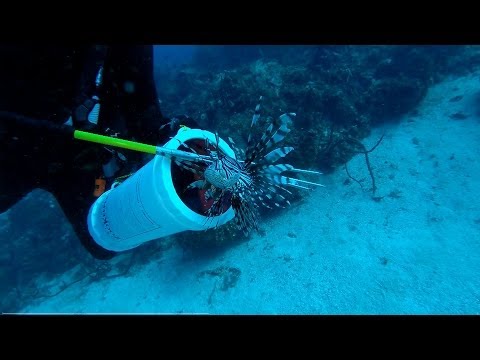 Diving in Jamaica and hunting Lionfish.