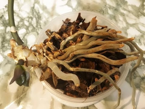 Орхидея без листьев Друзья, нужен ваш совет