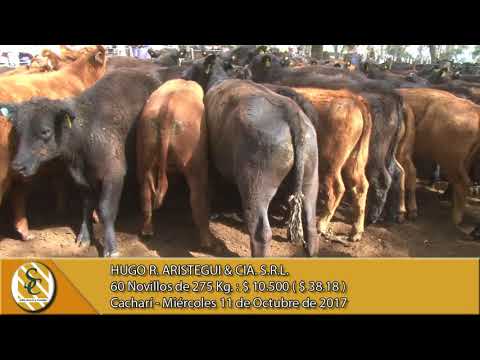 11-10-17 Venta de Machos - Hugo R. Aristegui - Cacharí