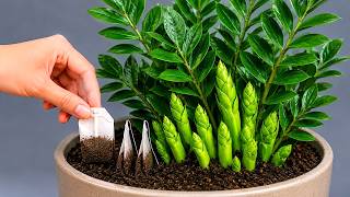 ZZ Plant Care Tips That You Need to Know - Houseplant Care!