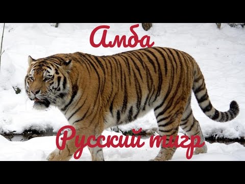 L one тигр. Мой братан тигр 24 на 7 тигр. Русский тигр песня. Русский тигр песня. Рэп тигр.