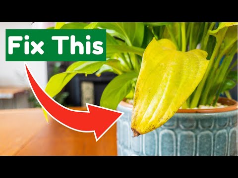 SOLVED! WHY My Houseplant Is Turning Yellow