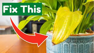 SOLVED! WHY My Houseplant Is Turning Yellow