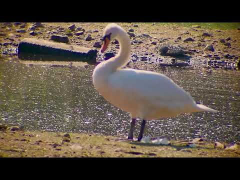 Sevenoaks Wildlife Reserve, Huawei Mate 20 Pro, Gosky 20-60x80