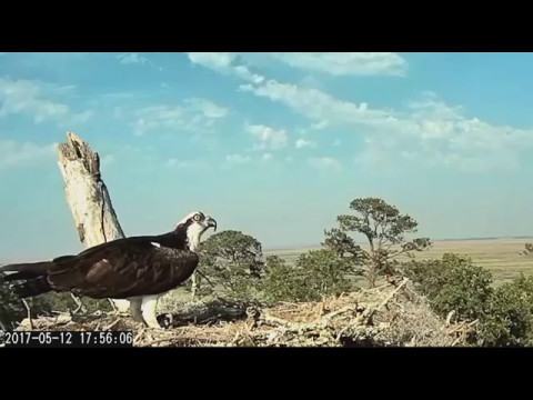 Osprey: Dad Chases a Crow @Savannah GA 5/12/17  5:56pm