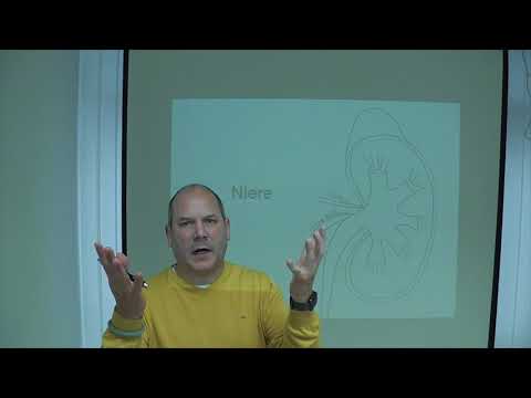 Niere Teil 1