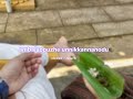 Ambalappuzhe Unnikannanodu S L O W E D R E V E R B Lilvibe