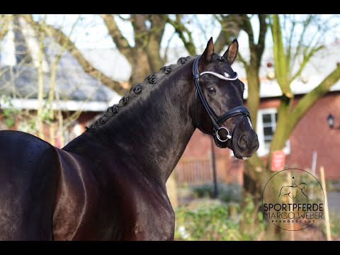 Gekörter Hengst von Secret