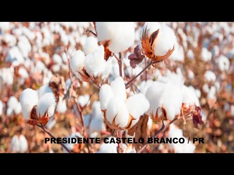 PRESIDENTE CASTELO BRANCO / PARANÁ