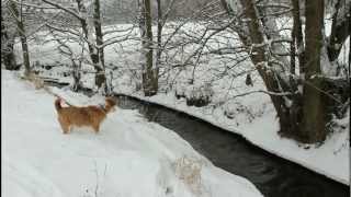preview picture of video 'Haiger Rodenbach - mein Hund am winterlichen Bach'