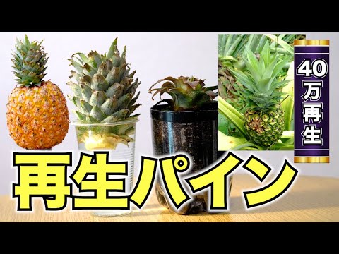【再生野菜】パイナップルを再生栽培で育てる方法と日本で栽培する注意点【リボベジ】