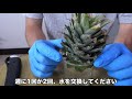 【再生野菜】パイナップルを再生栽培で育てる方法と日本で栽培する注意点【リボベジ】