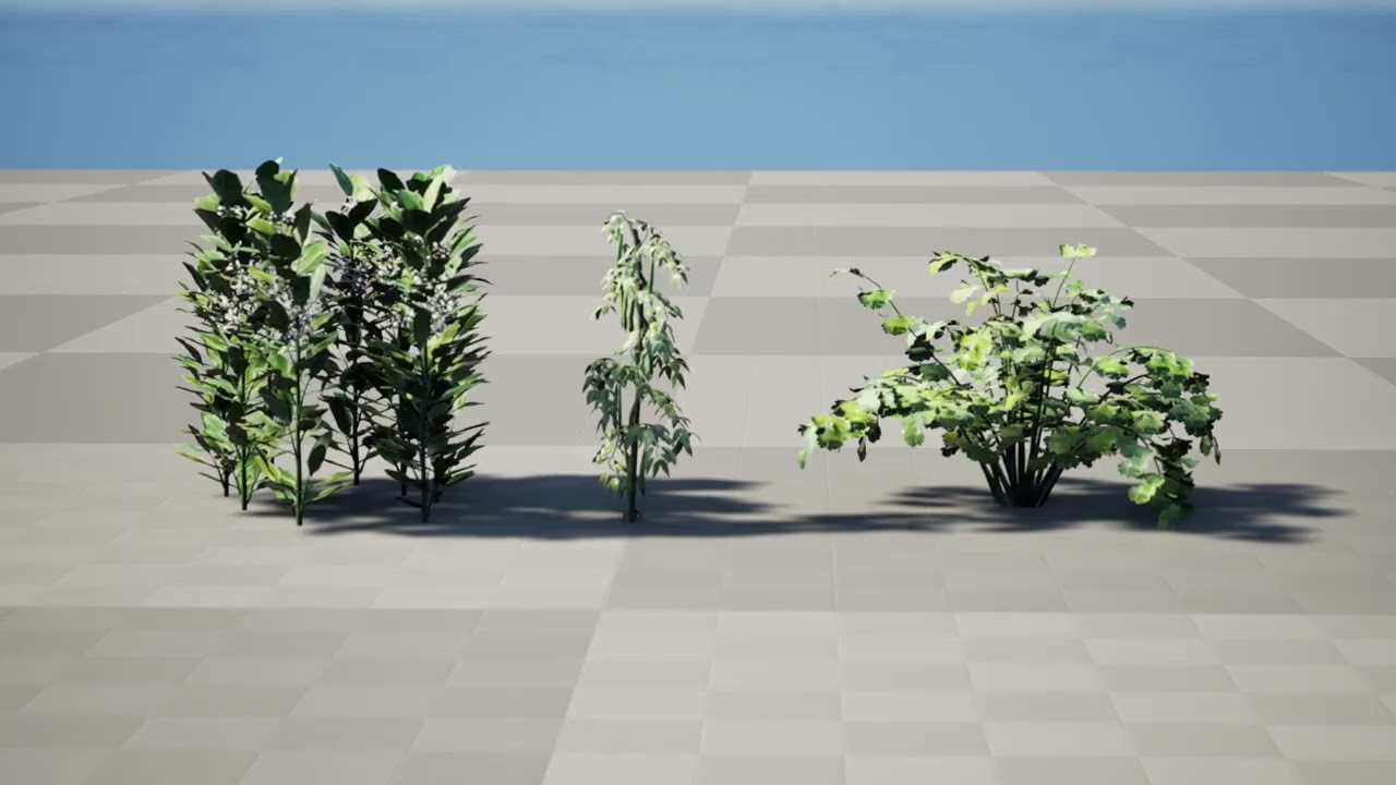 Arabian Fava Bean Plant 3D Model