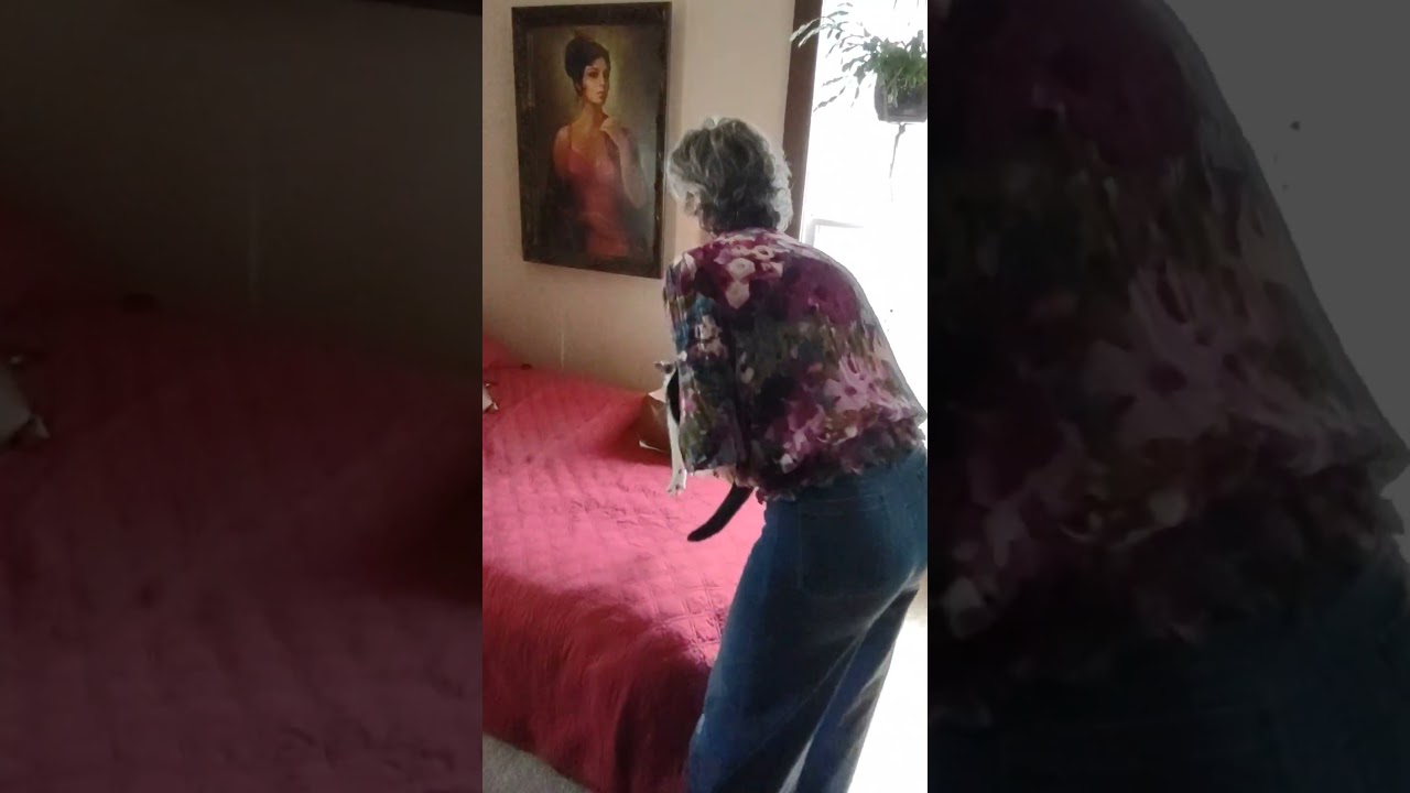 Enlarge Trooper, a ADOPTABLE Domestic Short Hair in Nashville, TN video 5/5