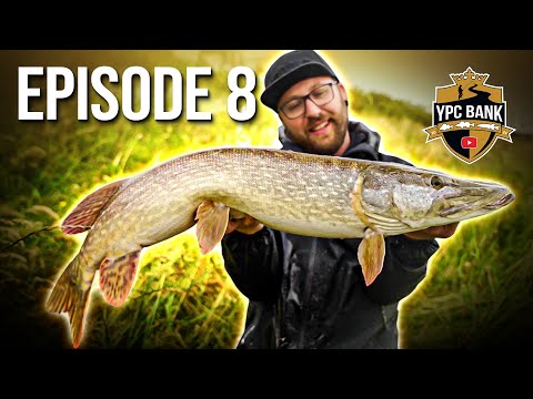 SHOCK when perch fishing - landing net too small ⁉️ | YPC Bank Episode 8