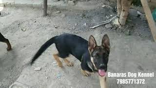 preview picture of video 'German Shepherd and Rottweiler puppies playing | GSD and ROTT playtime | Banaras Dog Kennel'