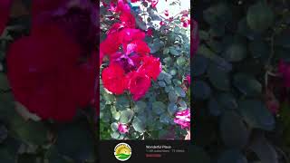 Red Rose 🌹 Yellow Rose Flower