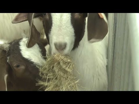 Jak wychodować czempiona