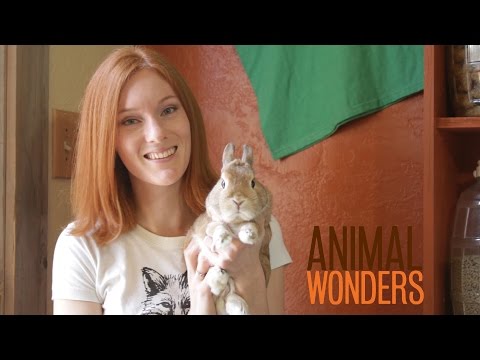 Rabbits! What, Where, and How by animalwondersmontana: Jessi… – Scientiflix