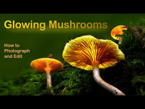 Glowing Mushrooms - How to photograph and edit