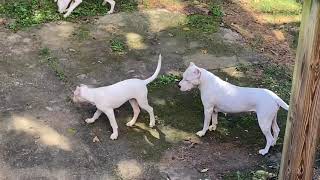 Mata Dogo Argentino most beautiful beast