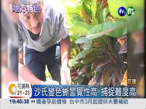 沙氏蜥危害生態 誠徵橡皮筋射手!