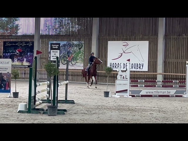 Hongre de 7 ans, +-1m65, BWP, par Nixon vh Meulenhof