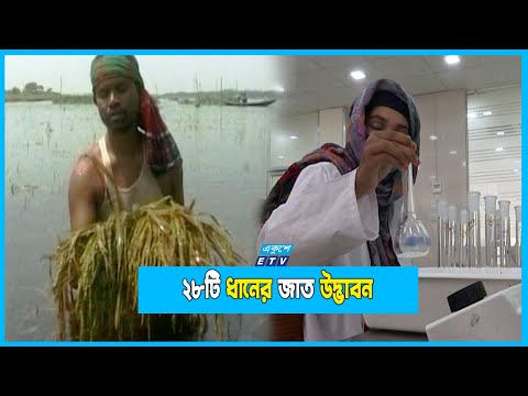 দেশের খাদ্য সংকটে সমাধানে সুসংবাদ দিচ্ছে ধান গবেষকরা