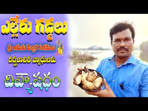 ఎల్లేరు గడ్డలు దీర్ఘకాలిక వ్యాధిలకు దివ్యౌషధములు | Health Benefits Of Eating Yelleru Gadda