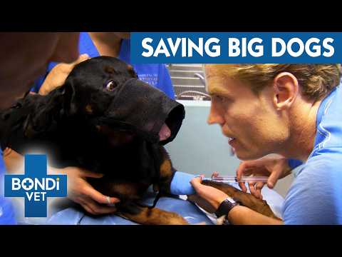 Bondi Vet's Biggest Dog Patients Of All Time | Bondi Vet