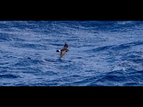 Storm Petrel on the Flock To Marion 2023, Prince Edward and Marion Islands