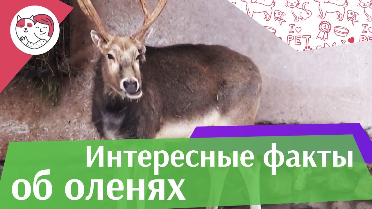 5 особенностей ухода за золотистым ретривером