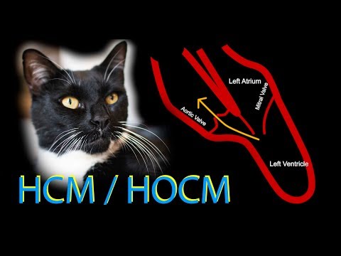 Experience with Feline (Cat) heart disease HCM/HOCM and related dehydration complications