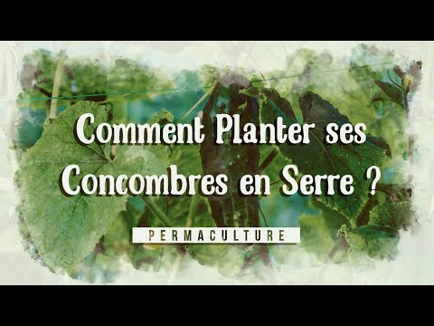 , title : 'Comment planter les concombres dans son potager et sa serre?'