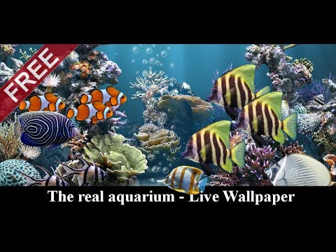 The real aquarium - LWP Video