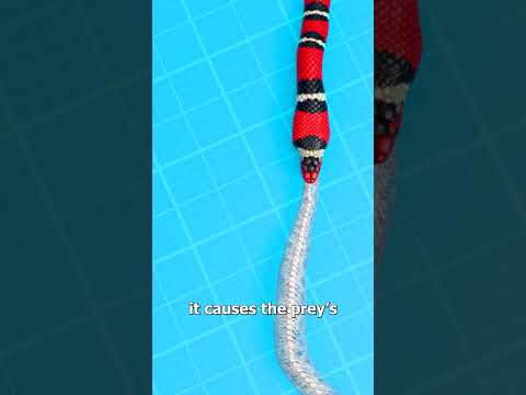 How Snakes Eat Other Snakes 😮