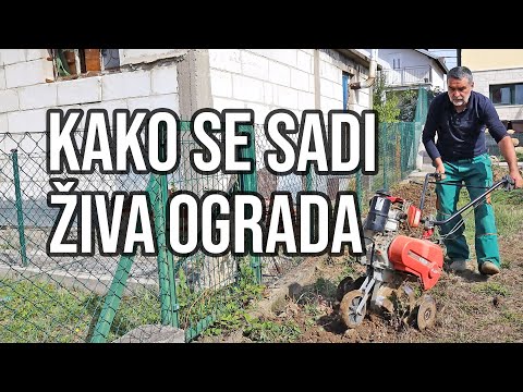 Kako se sadi živa ograda?