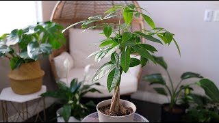 Money Tree Plant (Pachira or Guiana Chestnut) Care & Growing Guide