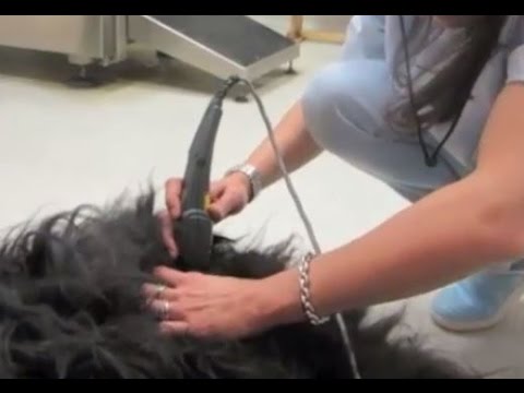 Disco protrusione C5-C6 nella colonna vertebrale cervicale Per joint asset