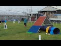 Agillity Lesson Bordercollie CHIP 2021 0708