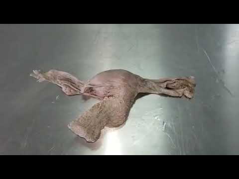 Sistema genital feminino: Aula prática