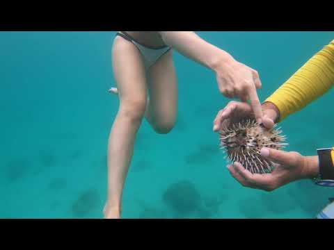 Snorkeling the Sufi Pier on the Punta de Mita Adventure with Wave of Wellness